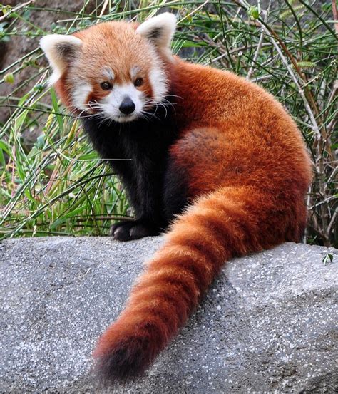 Red panda. This cute animal species is endangered. : r/aww