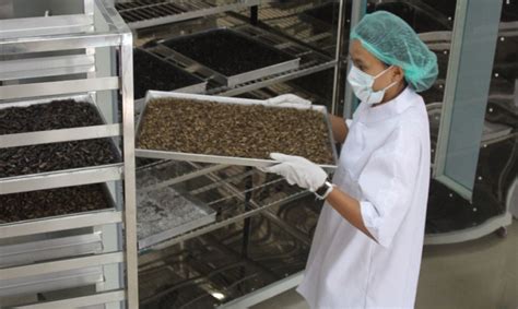 Thailand's Eco Insect Farming produces organic cricket flour for your baked goods