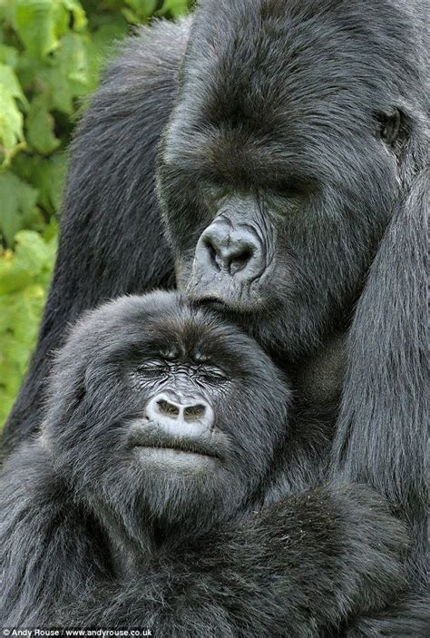 Gorilla - kiss and a cuddle. Primates, Mammals, Animals And Pets, Baby ...