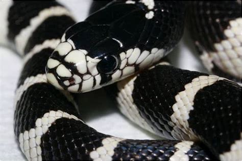 California King | California king snake, Pet snake, Cute snake