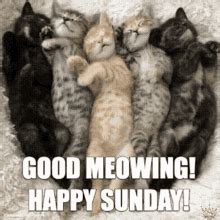 Good Meowing Sunday Sleeping Kittens GIF | GIFDB.com