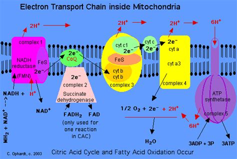 Electron Transport