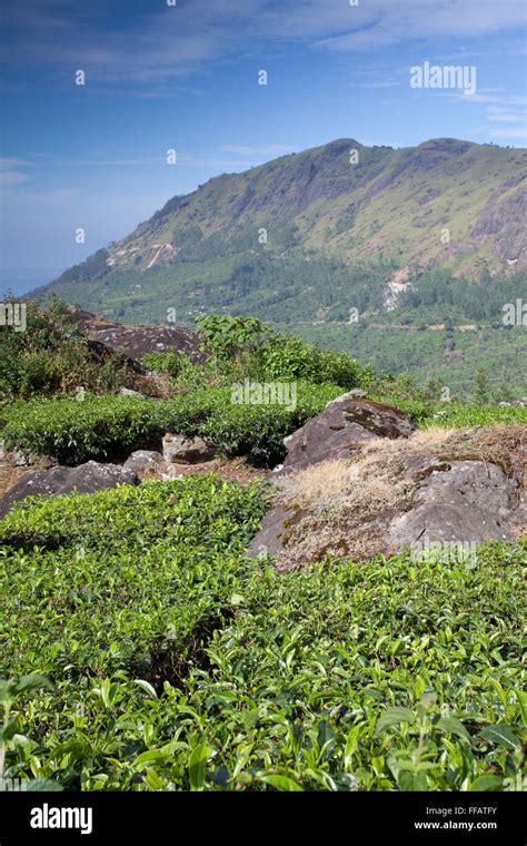 Tea plantation in Kerala Stock Photo - Alamy