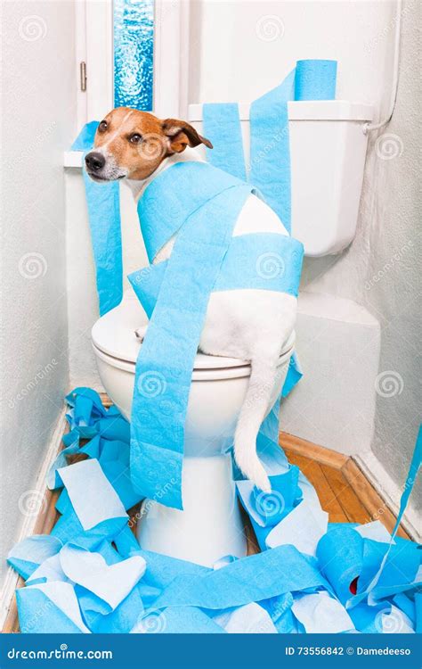 Dog on toilet seat stock photo. Image of empty, roll - 73556842