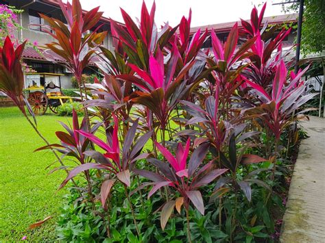 Cordyline ornamental plant | Backyard plants, Tropical landscape design ...