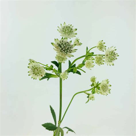 Astrantia - White - Wholesale Bulk Flowers - Cascade Floral