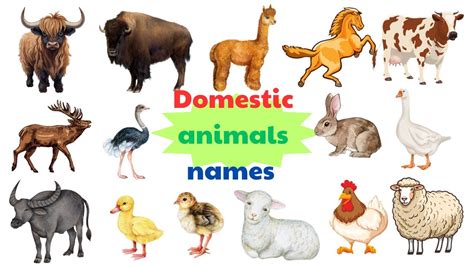 30 Domestic animals names In English | English Vocabulary - YouTube