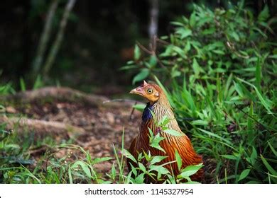 131 Sri lanka junglefowl Images, Stock Photos & Vectors | Shutterstock