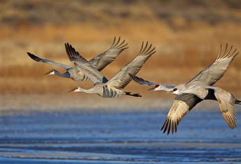 6 Bird Migration Patterns That Have Changed - Birds and Blooms