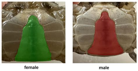 Applied Sciences | Free Full-Text | Gender Identification of Chinese Mitten Crab Juveniles Based ...