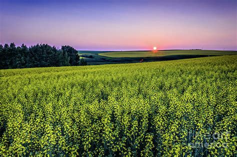 Canola field at sunset Photograph by Viktor Birkus - Fine Art America