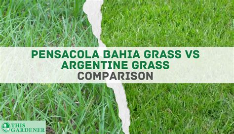 Pensacola Bahia Grass Vs Argentine Grass: 10+ Differences And What To ...