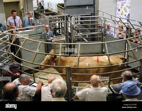 Livestock cattle market auction run by Bagshaws in action at the Agricultural Business Centre ...