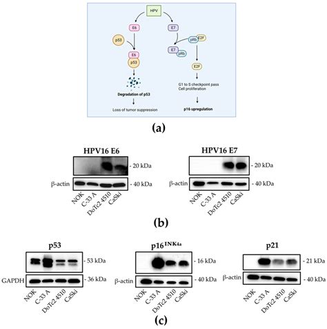 Expression of HPV16 E6 and E7 oncoproteins and affected downstream... | Download Scientific Diagram