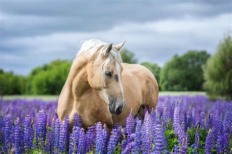 Bodendecker Giftig Fur Pferde - die schonsten blumenbilder