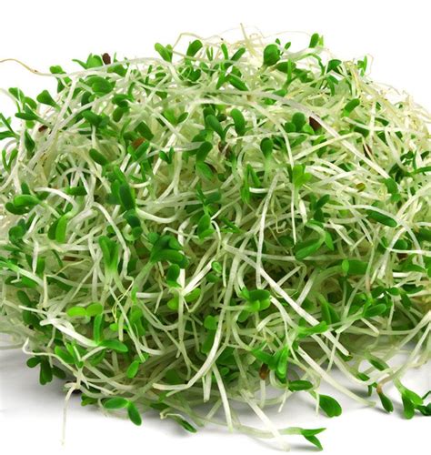 Alfalfa Sprouts Health Benefits And Nutrition Facts - Veggies Info ...