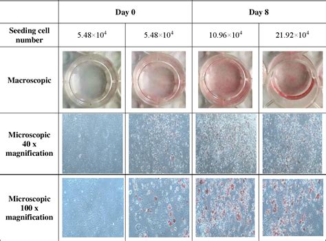 Figure 1 from Seeding cell number required for optimal lipid accumulation during adipocyte ...