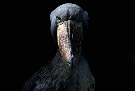 I Shoot Birds: Creepy Bird of the Month #1: The Shoebill