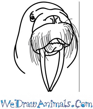 How to Draw a Walrus Face