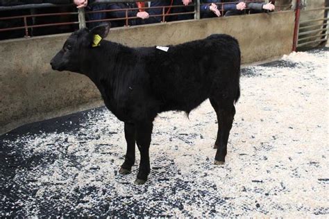 Flying trade for beef calves at Kilrea Mart - Free