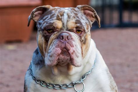 Merle English Bulldog: Everything We Know About This Rare Pup