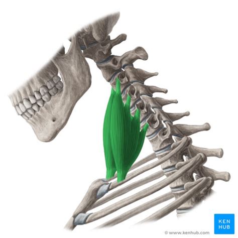 Posterior Scalene Stretch