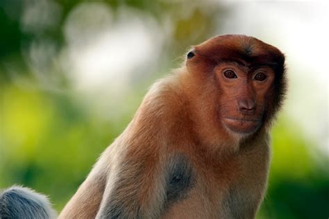 Proboscis-Monkey-Close-up-(1) – Chris Hill Wildlife Photography