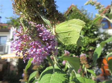 Brimstone Butterfly by Aileea on DeviantArt