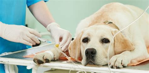 Is Your Dog a Good Candidate for Blood Donation? - Canine Campus Dog Daycare & Boarding