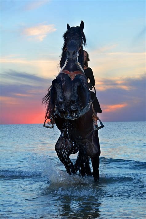 11 Black Horse Symbolisms and Spiritual Meanings