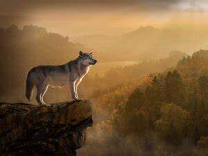 100 Cool Wolf Names - Good, Badass, Mythical Names for Wolves