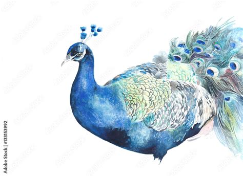 Peacock bird watercolor illustration isolated on white background Stock ...