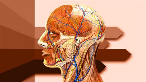 Anatomie de la tête de côté avec les artères carotides - Photos Futura