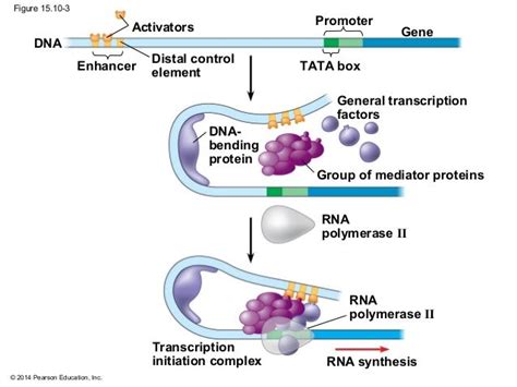 Biology in Focus - Chapter 15