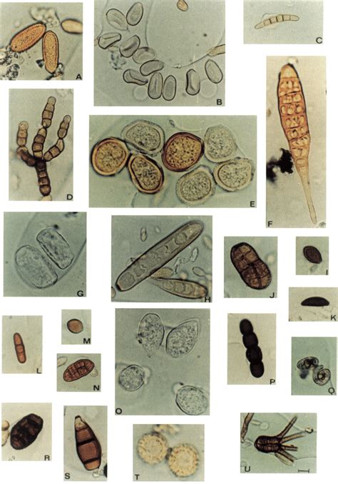 Types Of Fungal Spores