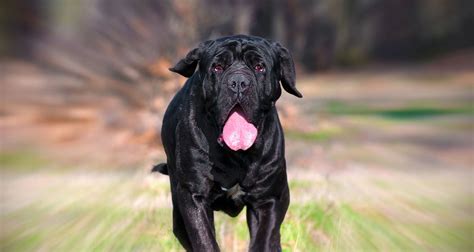 5 Things to Know About Neapolitan Mastiffs - Petful