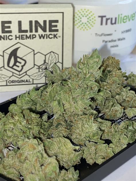 Trulieve Paradise Waits Hybrid Flower Review - Good Quality and Smell