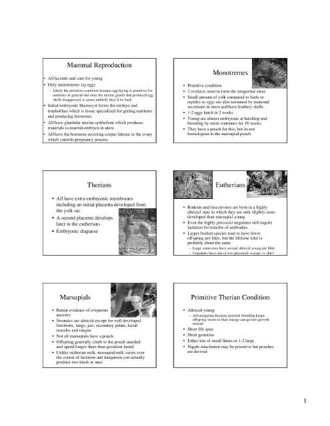 Mammal Reproduction Monotremes Therians Eutherians Marsupials ...