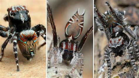 Australian scientist discovers three new species of spiders | Daily Sabah