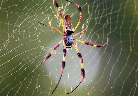 Spider Facts Primary Resource - National Geographic Kids