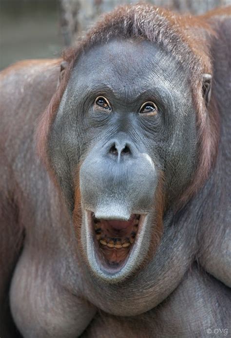 Orangutan Face... hilarious. | Funny animal faces, Animal faces, Animals beautiful