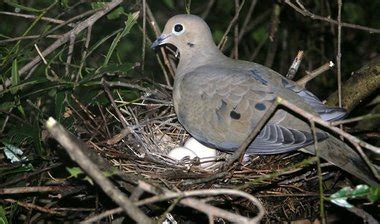 A good lesson learned from Mama bird, right outside the window | AL.com