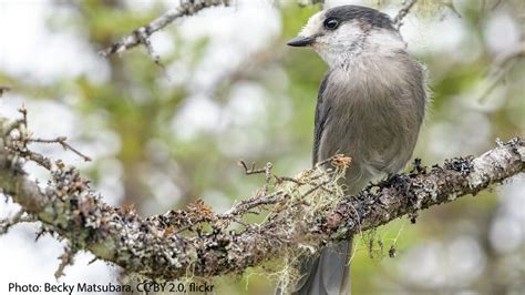 Get to know the Canada Jay! It survives the harsh conditions of the north by collecting ...