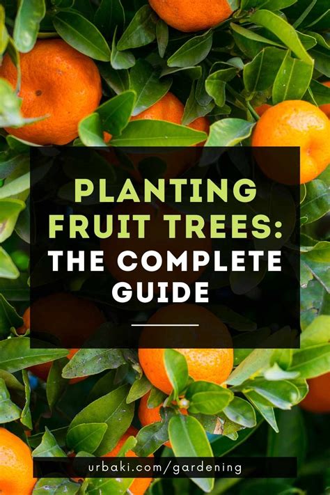 Planting Fruit Trees: The Complete Guide