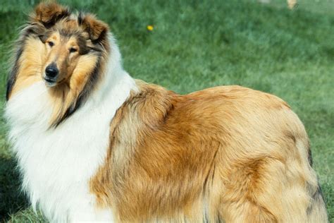 ‘Lassie’ dog breed at risk of dying out as numbers fall | The Independent