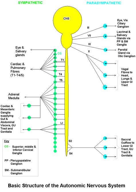 Autonomic Nervous System Pdf - momsocity