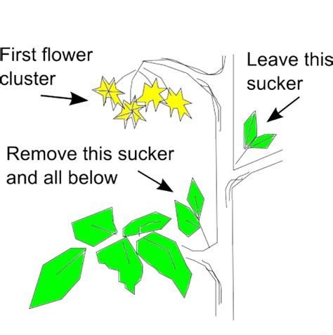 How To Prune Tomato Plants For More Fruit