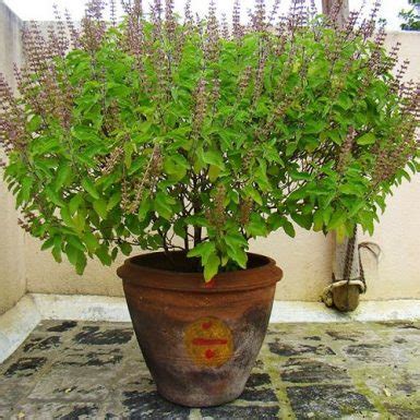 How to Grow Most Prolific Tulsi Plant | Growing Holy basil