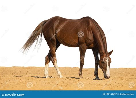 Horse Jumps on Sand on a White Background Stock Image - Image of european, background: 127109457