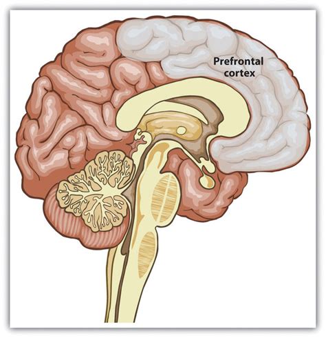 Structure - Prefrontal Cortex